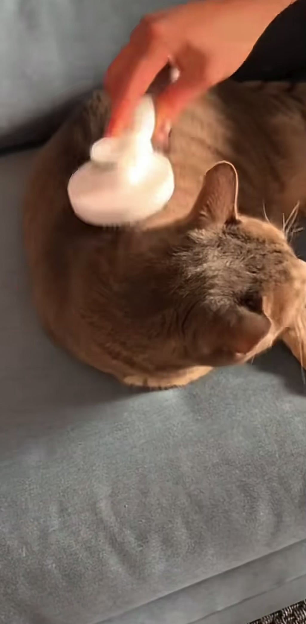 Purify™ - Brosse Auto-Nettoyante pour Chat
